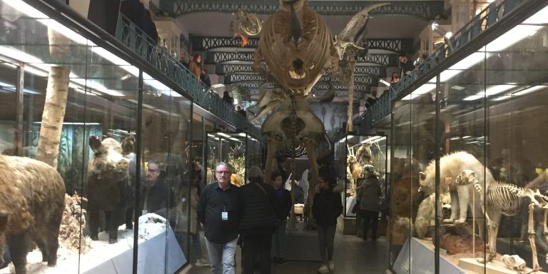 Lire la suite à propos de l’article Voyagez dans le temps et dans l’espace au musée d’histoire naturelle de Lille